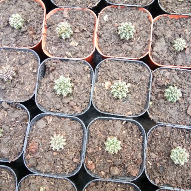 Miha's Familly Cactus
