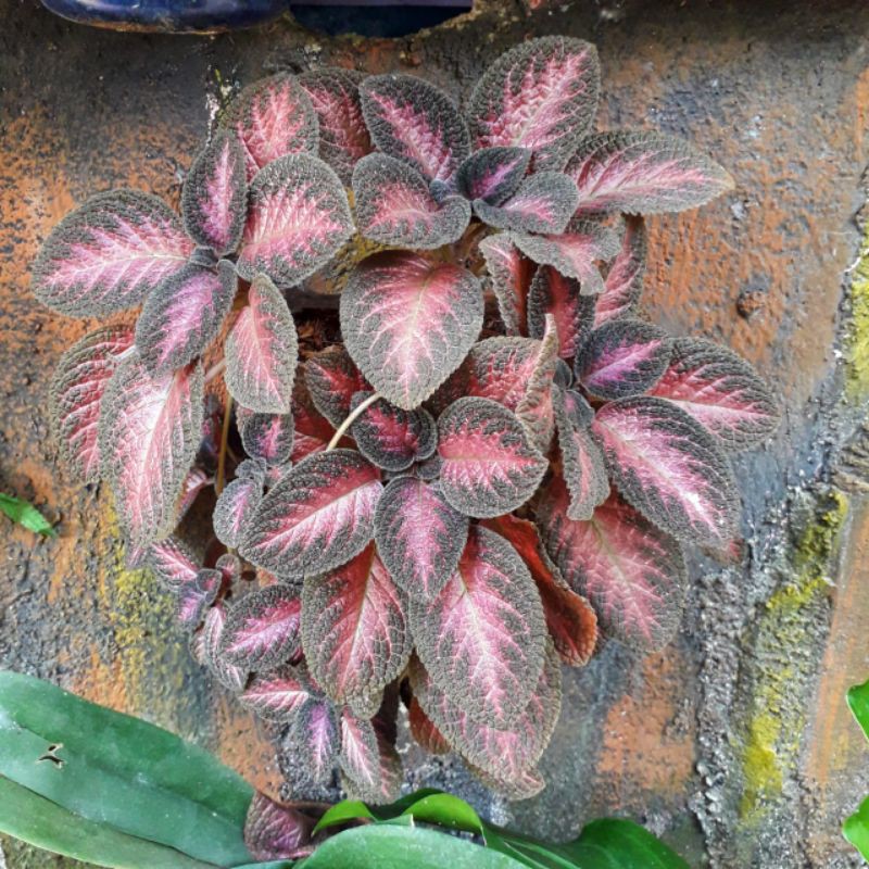 

episcia cupreata coklat merah