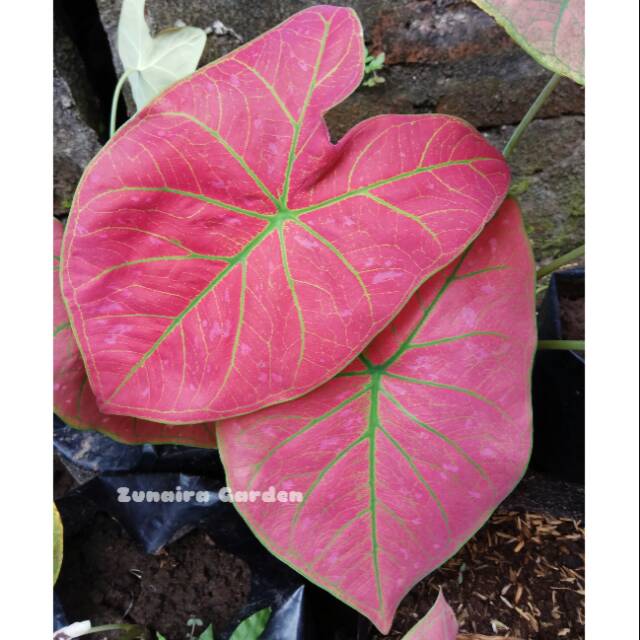 Keladi Hias Spider Green Bibit Keladi Merah Caladium Shopee Indonesia