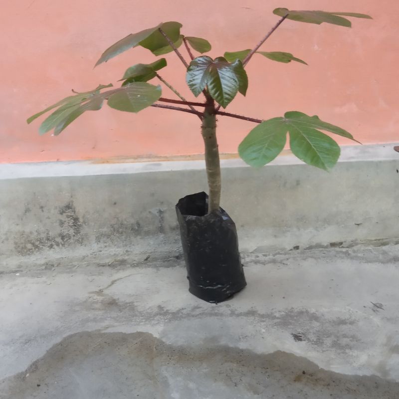 BIBIT TANAMAN JARAK MERAH JARAK WULUNG