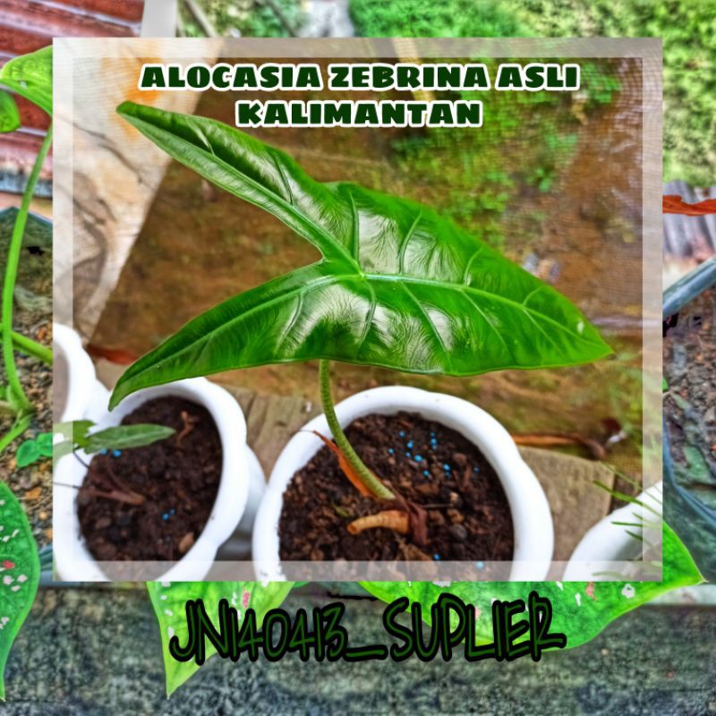 TERMURAH TANAMAN HIAS ALOCASIA ZEBRINA