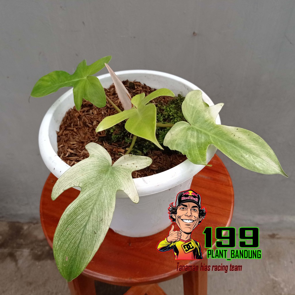Philodendron Florida Ghost Mint