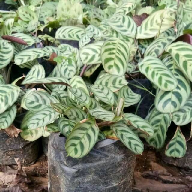 Tanaman hias calathea sepat - Meranti sepat