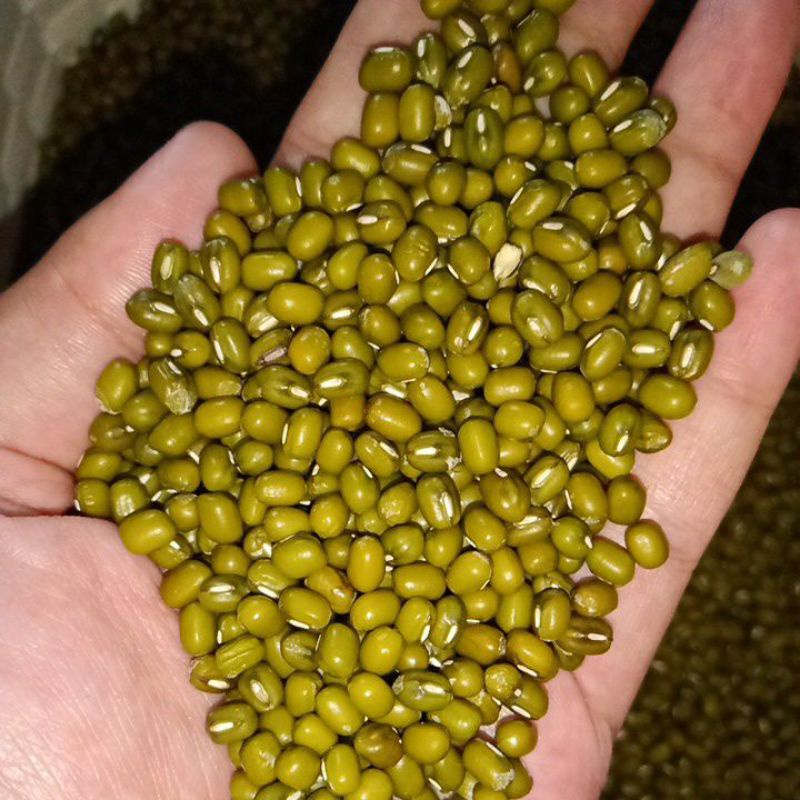 

KACANG HIJAU LOKAL 500GR / KACANG HIJAU PANEN SENDIRI