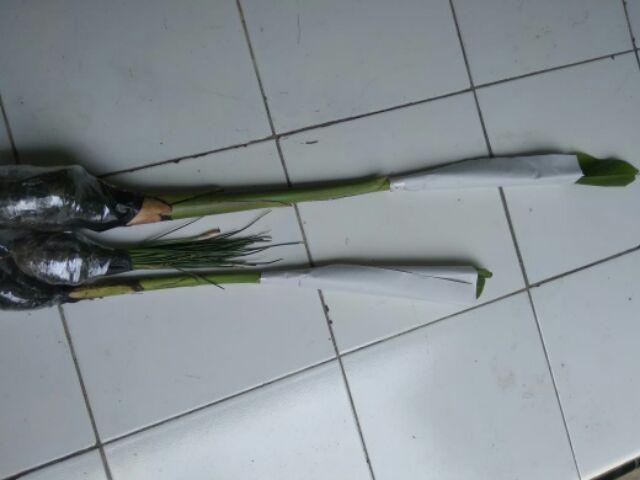 Tanaman Pisang Songgo Langit