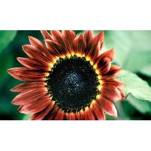 BENIH BUNGA SUNFLOWER VELVET QUEEN ECER 2 BIJI Bibit bunga matahari merah import f1 Mr Fothergills