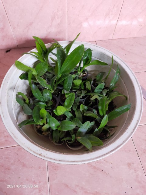 Bibit Seedling Dendrobium Hybrida