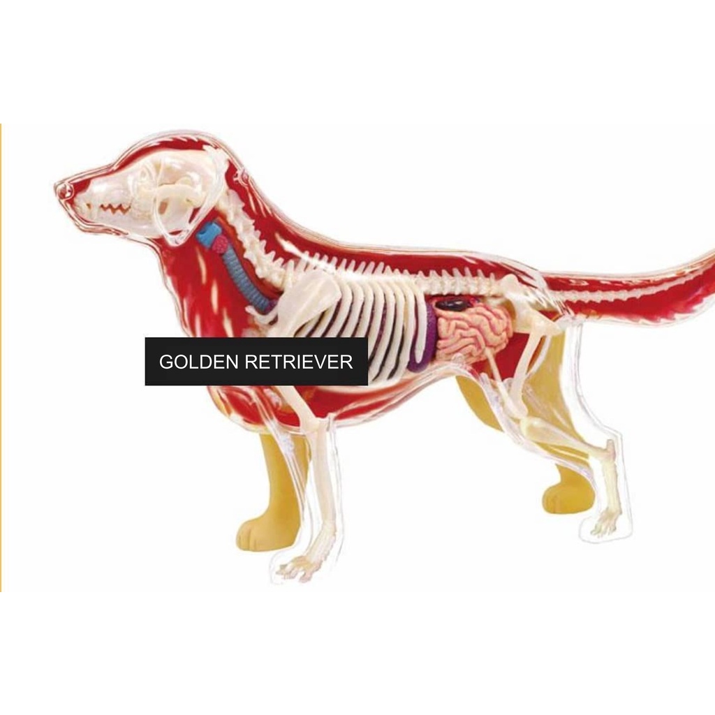Dummy Anatomi Anjing Golden Retriever