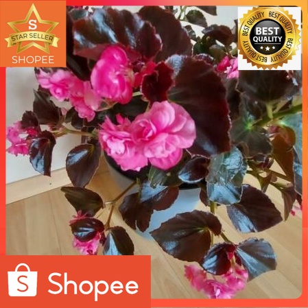 Tanaman Hias Gantung Erythrophylla Begonia Tanaman Indoor Gantung