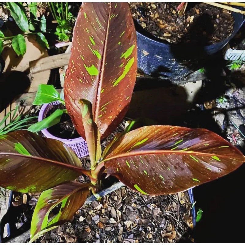 pisang musa siam ruby ubi fresh BEGERANSI ORIGINAL