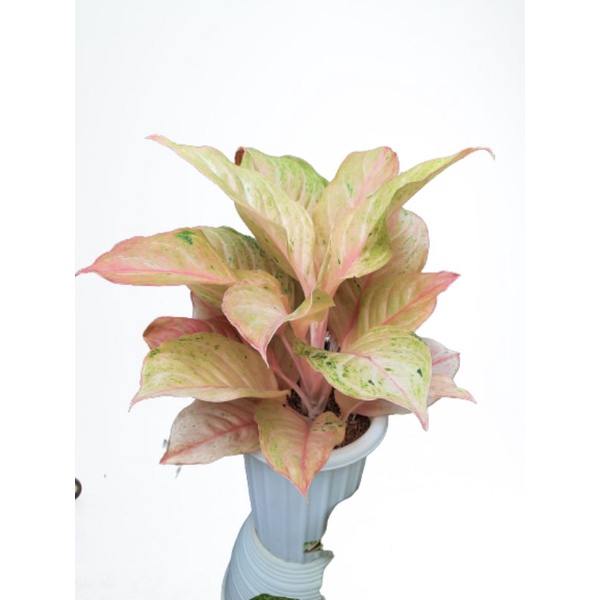 aglonema bidadari lokal