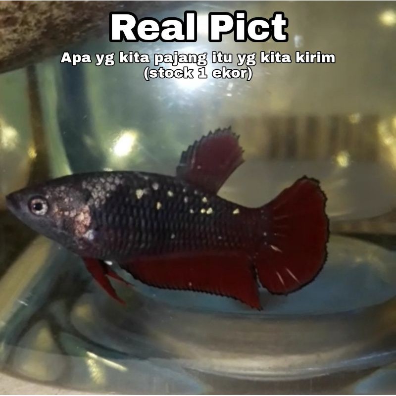 Cupang avatar gold red famale Top grade (limited edition)