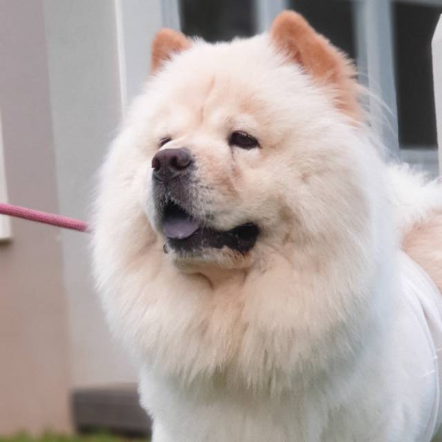yovitaliantho