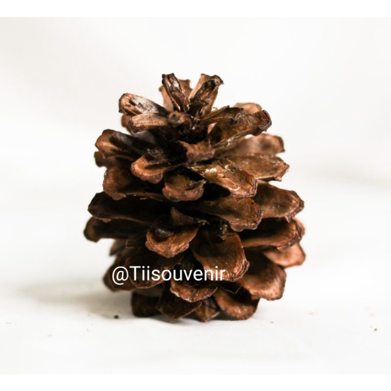 Biji pinus kering alami bahan rustic - pinus hiasan ringbox bahan craft - rustic - fotografi