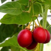 Benih Bibit Biji - Terong Belanda Tamarillo (Cyphomandra betacea) Seeds - IMPORT