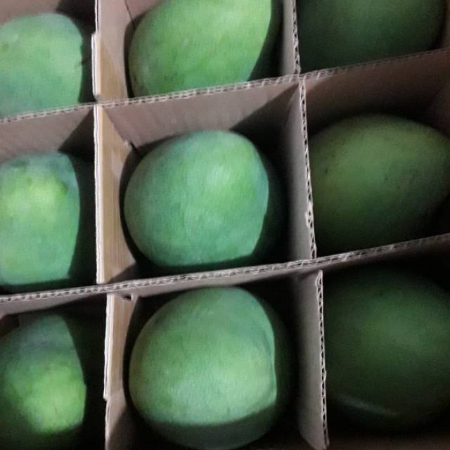 

Mangga Alpukat Bangil Pasuruan