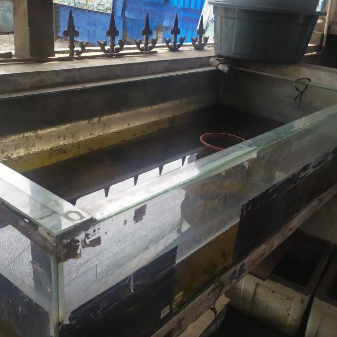 Ready Ikan Cupang Blue Rim Anakan || Ikan Cupang Murah || Avatar || Halfmoon - Clean Body, Umur 2