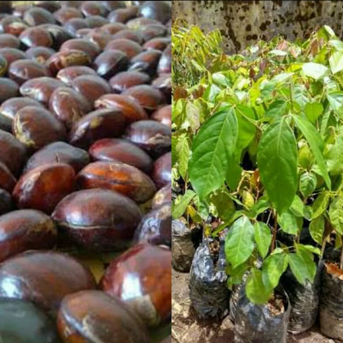 

JENGKOL