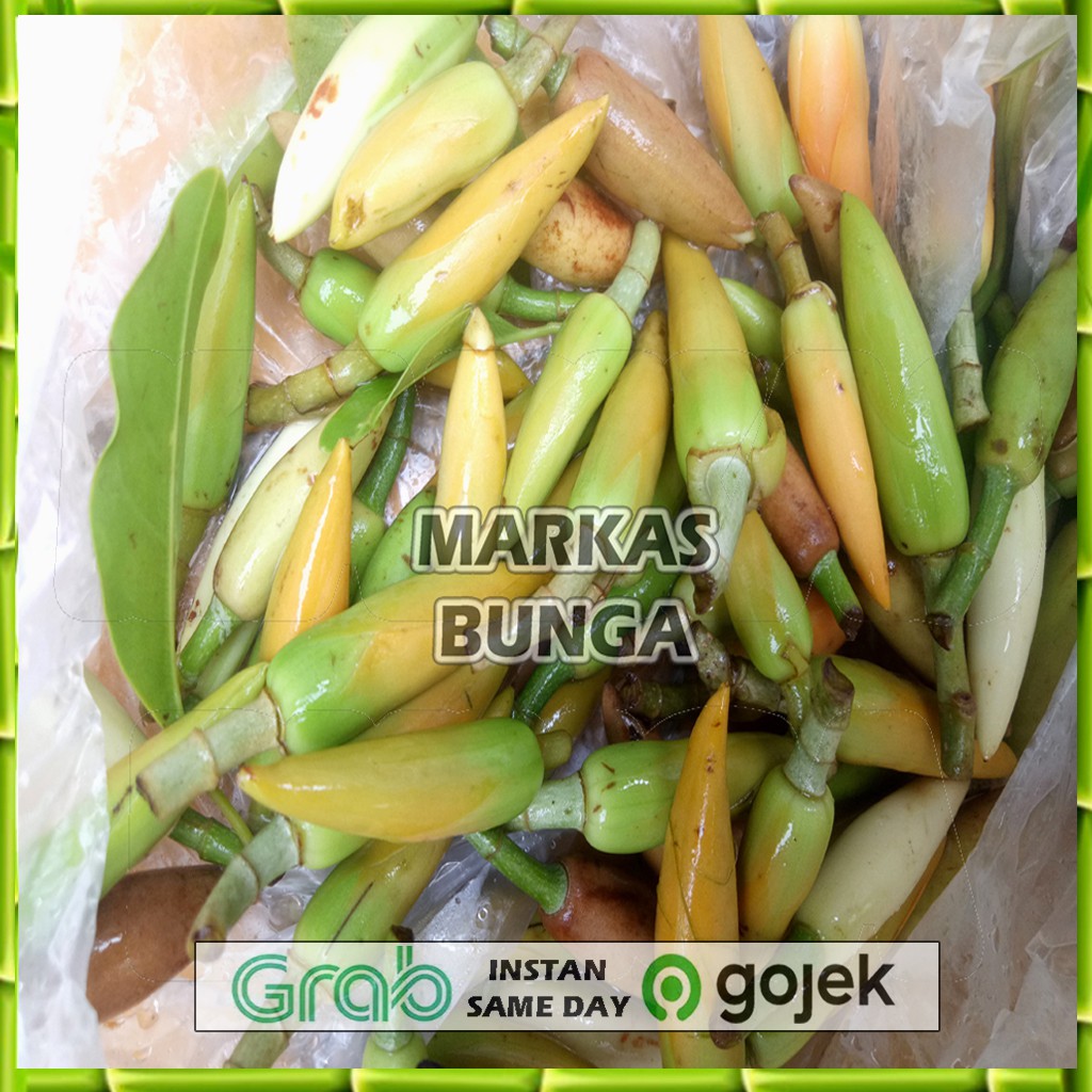 bunga kanti / bunga kantil kuning /bunga kantil putih