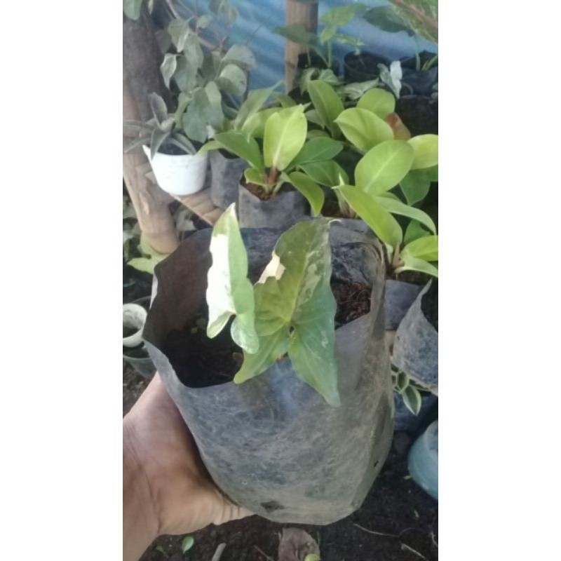 singonium variegata 2 daun