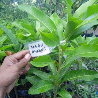  POHON MANGGA MADU  ANGGUR BIBIT MANGGA  MADU  TANAMAN MANGGA  