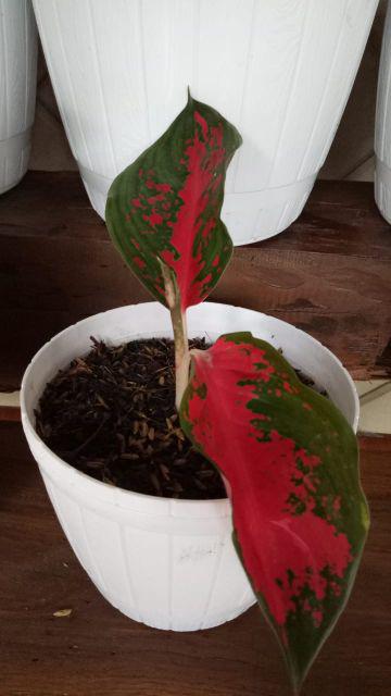 Aglonema Suksom Jaipong Anakan