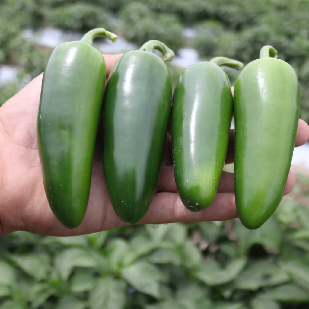 BS-BYL Bibit Cabe Hias Pelangi Benih Tanaman Sayuran Cabai Carolina Reaper Merah Bolivian Rainbow Katokkon Numex Giant Raksasa Sweet Italian Ungu Hitam-CH JALAPENO