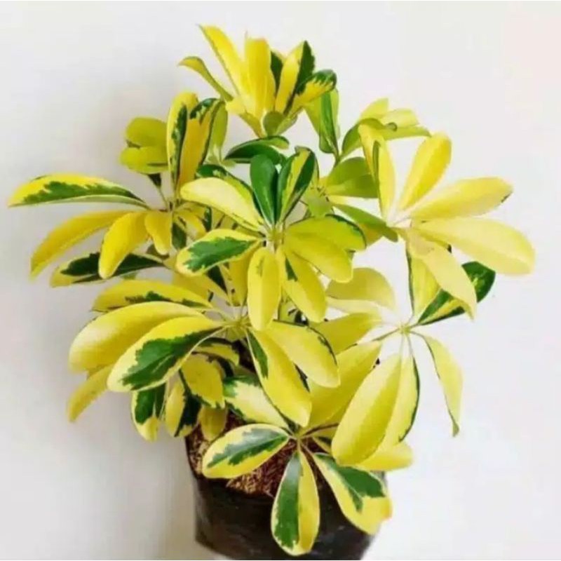 TANAMAN HIAS WALISONGO VARIEGATA/WALISONGO KUNING/ TANAMAN HIAS WALISONGO BANDUNG