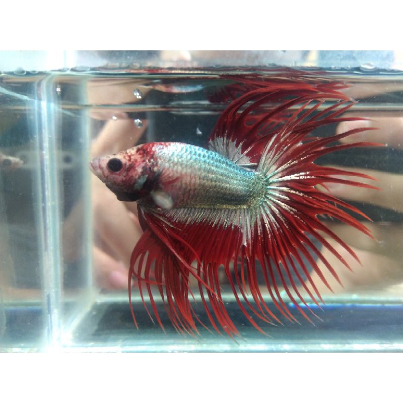 Ikan Cupang Crowntail