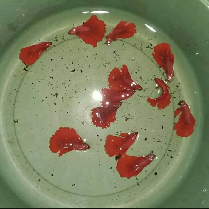 ikan cupang halfmoon super red pasangan