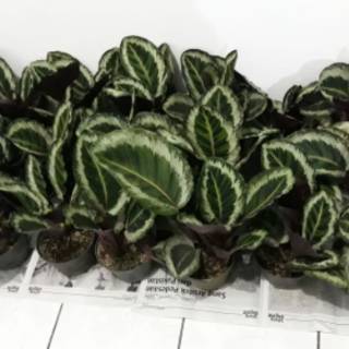 Tanaman hias calathea angela kalatea angela Shopee Indonesia Tanaman hias calathea angela kalatea angela Shopee Indonesia