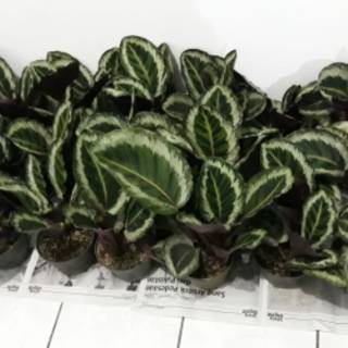 Tanaman hias calathea  angela kalatea angela Shopee Indonesia