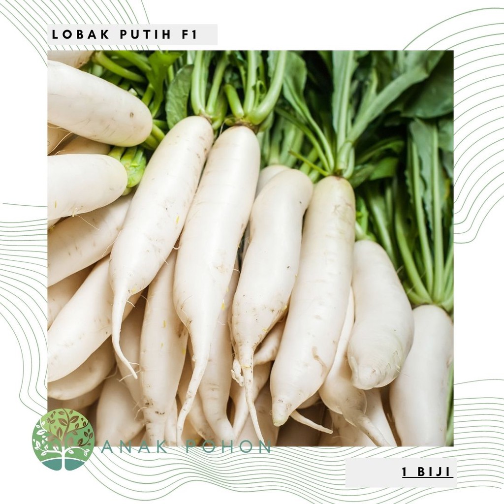 Jual Benih Bibit Biji Lobak Putih F1 Hibrida White Radish Chinese