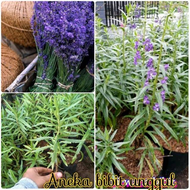 BIBIT LAVENDER Bibit bunga lavender Aneka bibit unggul