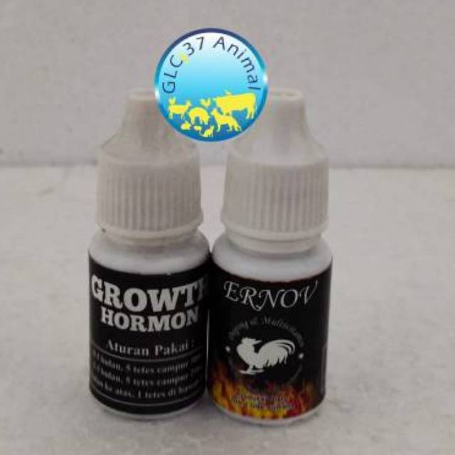 

HORMON GROWTH Atau Mempercepat Pertumbuhan Ayam Petarung ERNOV