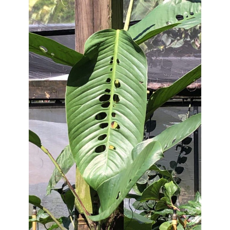 monstera foraminifera