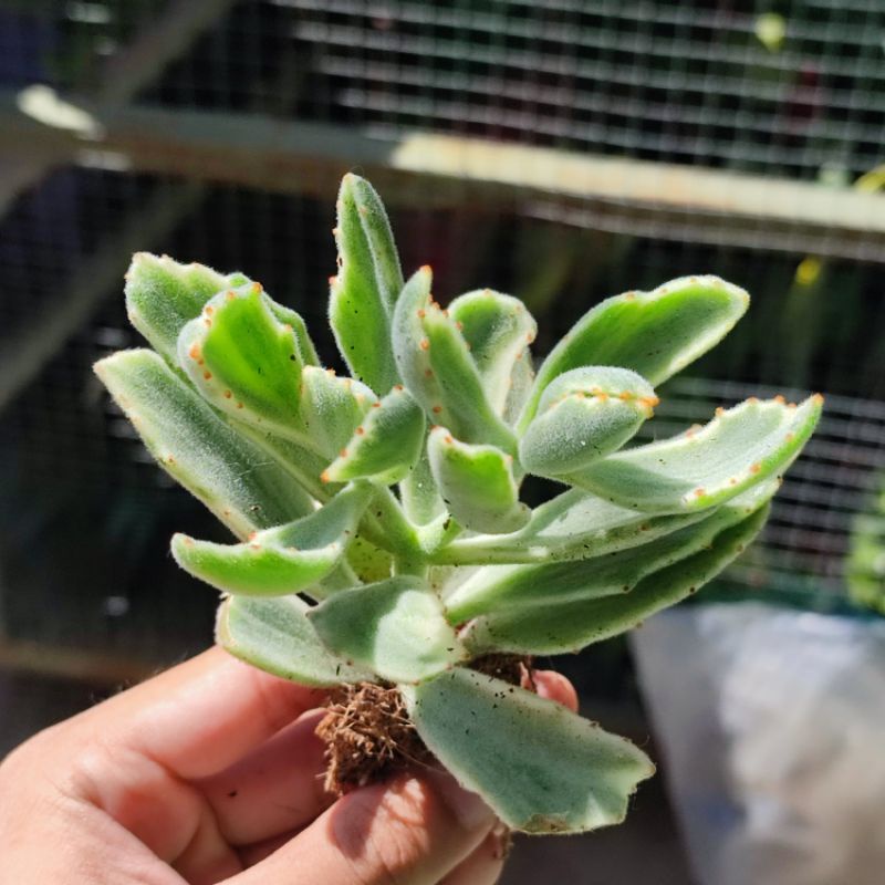 Kalanchoe variegata sukulen