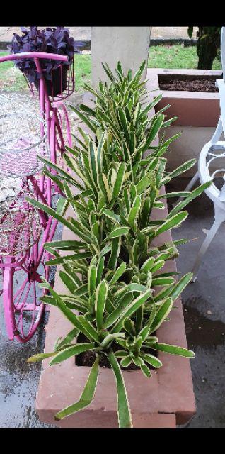 Tanaman Hias Bromelia Varigata - Pohon Bromel Varigata