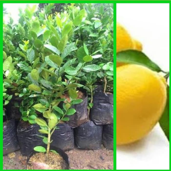 Bibit Tanaman Jeruk Lemon Tea Hasil Okulasi Cepat Berbuah