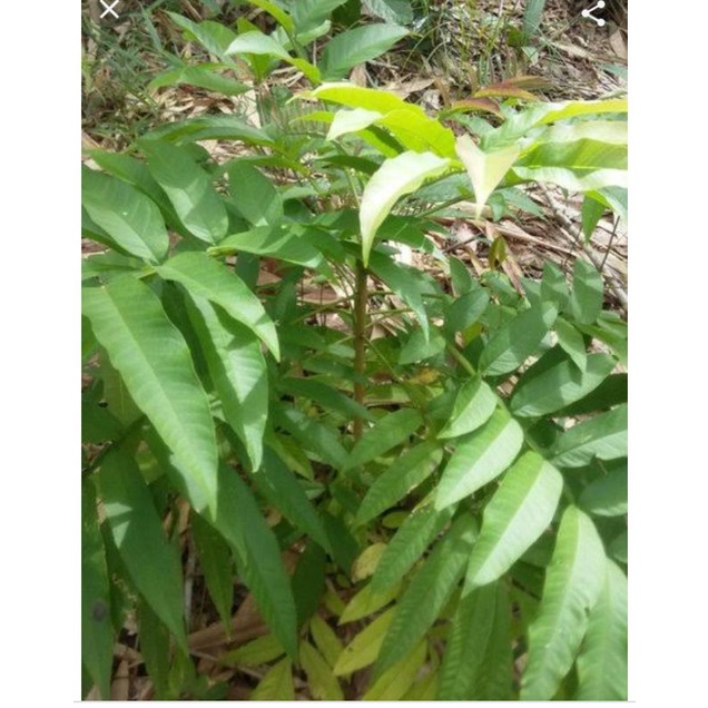 obat herbal covid Daun sungkai 100gr