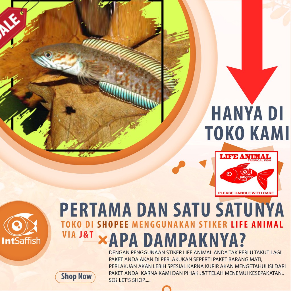 channa andrao sortiran TERBAIK SIZE  4-5cm