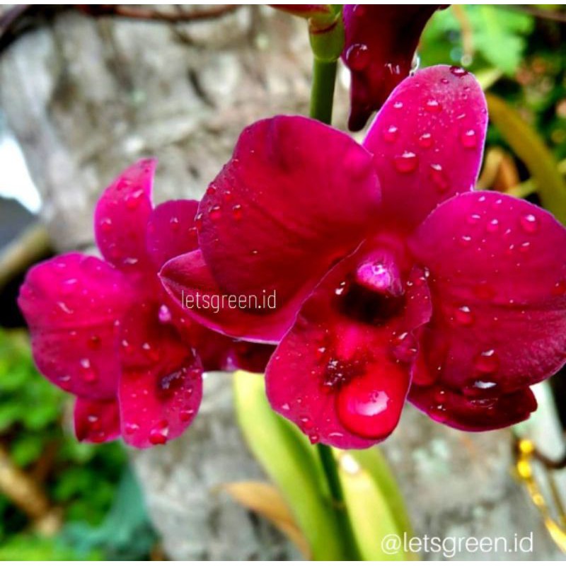 ( BISA COD ) Seedling Anggrek Dendrobium Princess Diana / anggrek murah