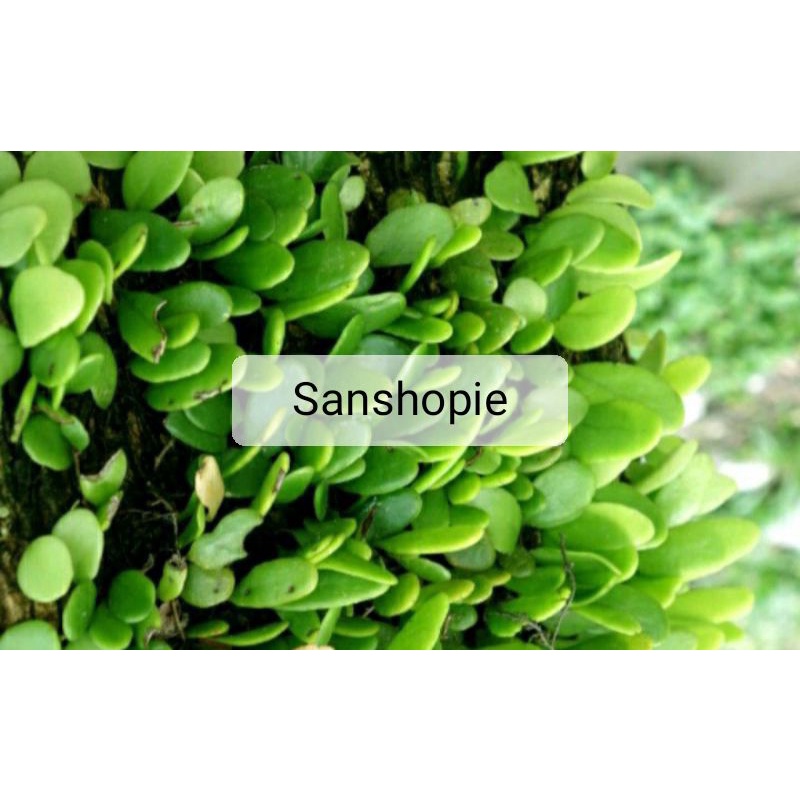 

Daun sisik naga segar 500 Gram
