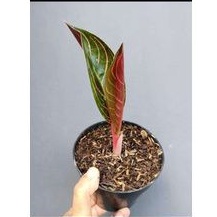 

baby aglonema red sumatra