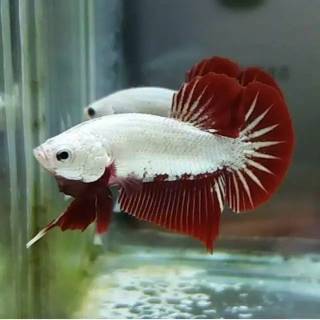 Ikan cupang plakat Red dragon grade A Shopee Indonesia