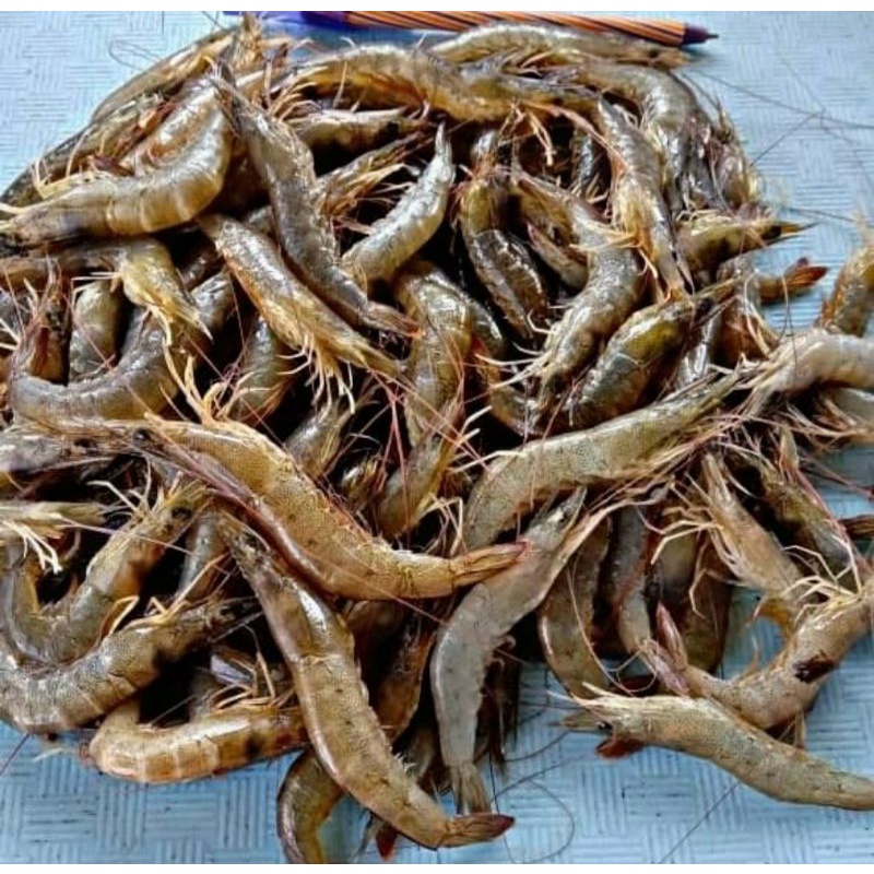 

Udang Api 1Kg