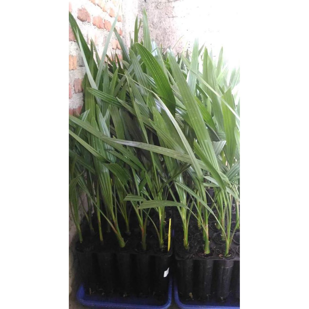 diskon bibit kurma tc / kultur jaringan asal dpd inggris var barhee betina jual