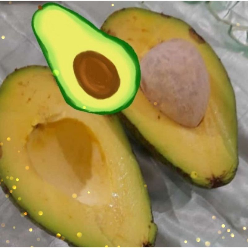 

Avocado/Alpukat Mentega/Pokat Mentega/Alpukat Berlemak/POKAT KUALITAS PREMIUM