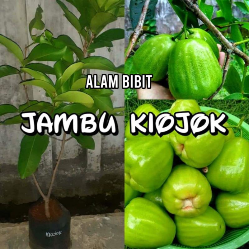 BIBIT JAMBU AIR KIOJOK (COCOK DI TANAM POT)