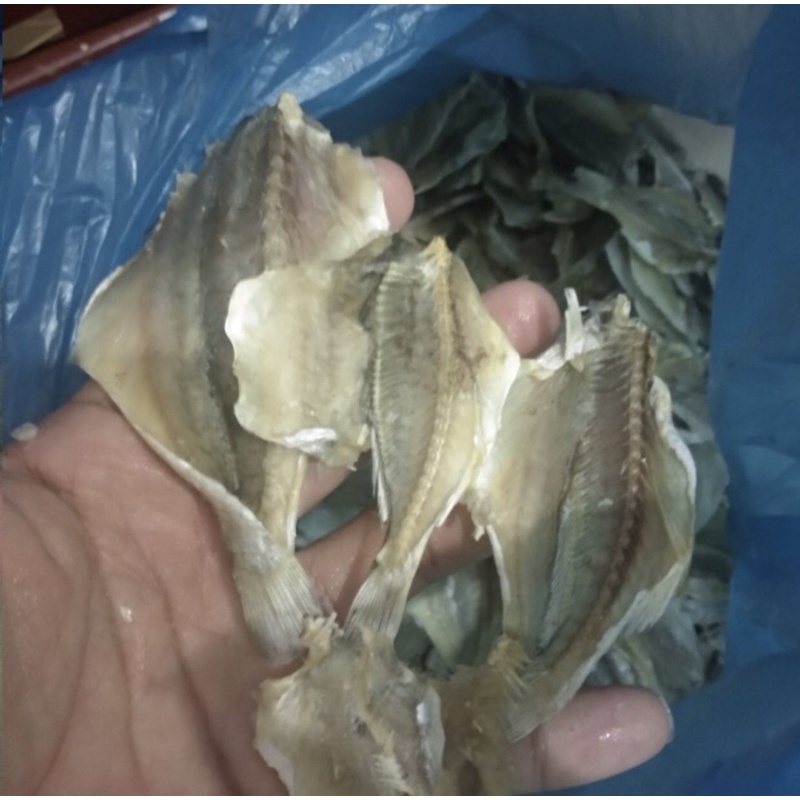 

Ikn Gulama / Ikan Kepala Batu 1000kg